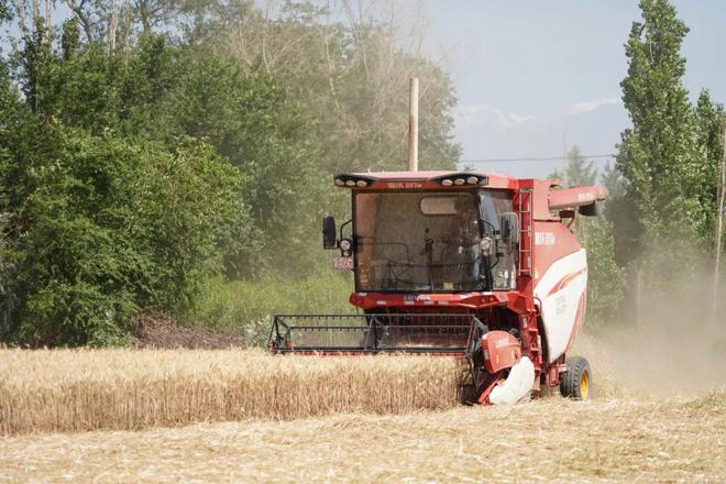 小麦+玉米种出“吨粮田”！伊州区春小麦复播玉米吨良田创建示范项目实现预期目标